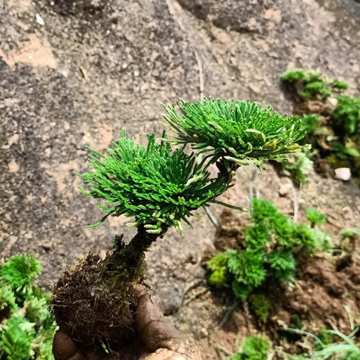 Shantou Lincun Selaginella nine-death resurrection grass tabletop flowers and plants bonsai potted rockery combination absorbent stone calamus orchid 1 tree with double seedlings welcome pine style does not include tray