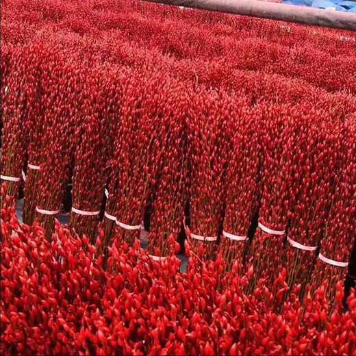 银柳真花鲜枝室内红色喜庆年宵花卉新年干花植物盆栽客厅摆件装饰 【中国红】银柳60CM高20枝 2小灯笼