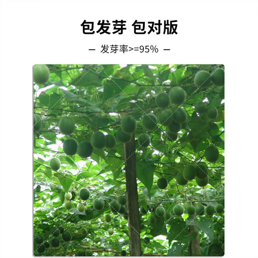 Popular Mangosteen seeds, Mangosteen saplings, courtyard balcony seedlings, potted Mangosteen seedlings that bear fruit for field planting, 20 Mangosteen seeds + fertilizer