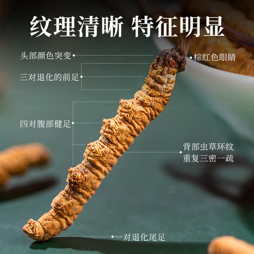Usado en la cancha interior [Beijing Tongrentang First Golden Grass] Cordyceps sinensis 1G aproximadamente 3-5 pasto nutritivo empapado en vino y regalos