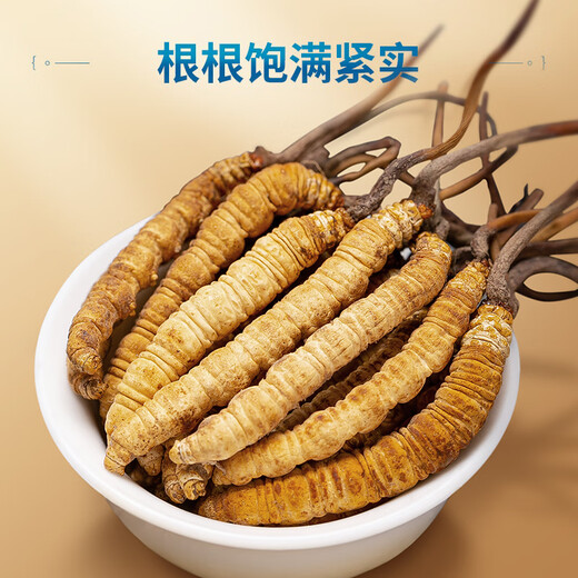Zum Zeitpunkt des Frühlingsfestivals bietet die offizielle Cordyceps-Geschenkbox den Eltern und Ältesten gute High-End-Geschenke und Ältesten Nahrungsergänzungsmittel [3 Sticks/G 10 Sticks-3,3 Gramm] Geschenkbox bietet Führern High-End-Geschenke