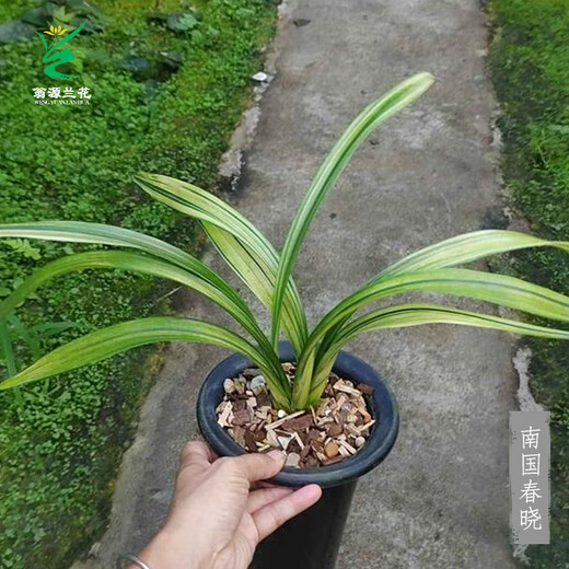 Wengyuan orchid ink orchid old species Nanguo Chunxiao flowers and leaves double art strong fragrance type diligent flower bud red flower green round potted plant Nanguo Chunxiao 2 seedlings large strong seedlings simple pot soil