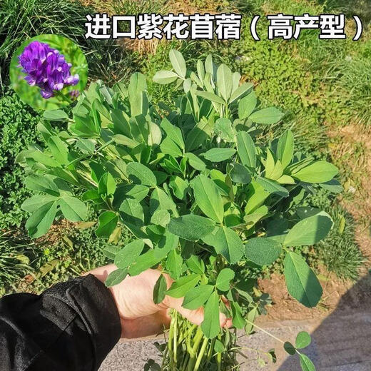 Cold grass, alfalfa, mignonette, perennial pasture seeds, northern and southern Stylosanthes nutritious, pig, cattle, sheep, chicken, duck grass seeds, alfalfa Jin Jin equal to 0.5 kg Default item