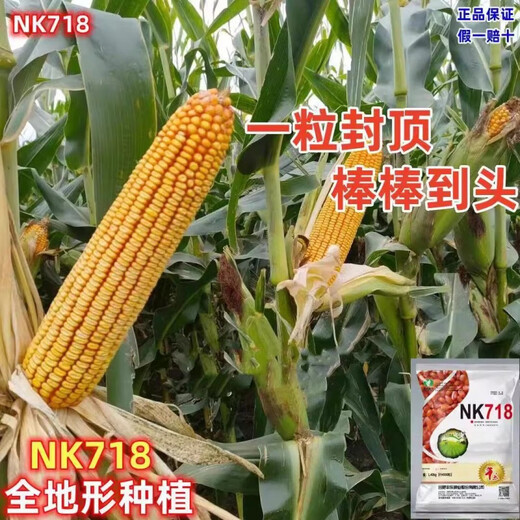 
NK718 corn seeds with high yield, short rods, double sticks, rice, south and north, drought resistance, Yunnan, Guizhou, Sichuan corn. New seeds are original NK718 [1.5 Jin [Jin equals 0.5 kg]] 1 bag of non-picking sticks. New seedlings are mature and not bald.