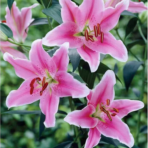 Lily potted flowers bloom in all seasons with buds. Perfume lily indoor and outdoor flower potted lily bulb seeds. Individual bulb colors are random. Pot soil not included. Diameter 4-5 cm.