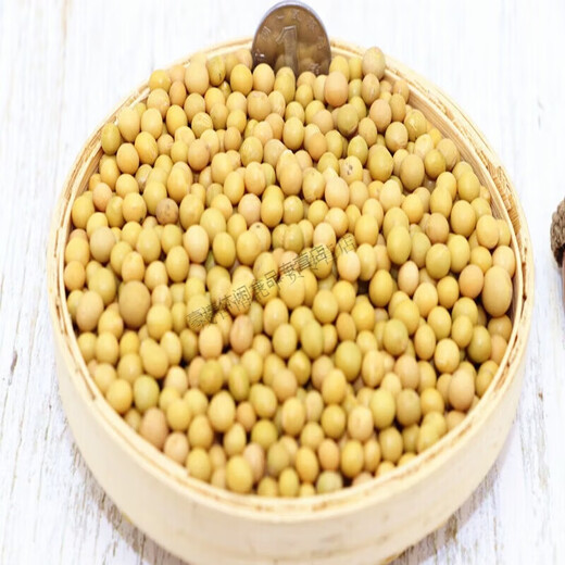 2023东北新货黄豆芽专用690极小粒黄豆纳豆小黄金豆 10斤装