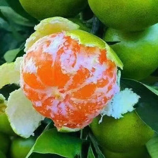 酸甜云南新鲜青橘孕妇青皮当季无籽橘子桔子薄皮水果多汁一整箱 250g 55-60mm