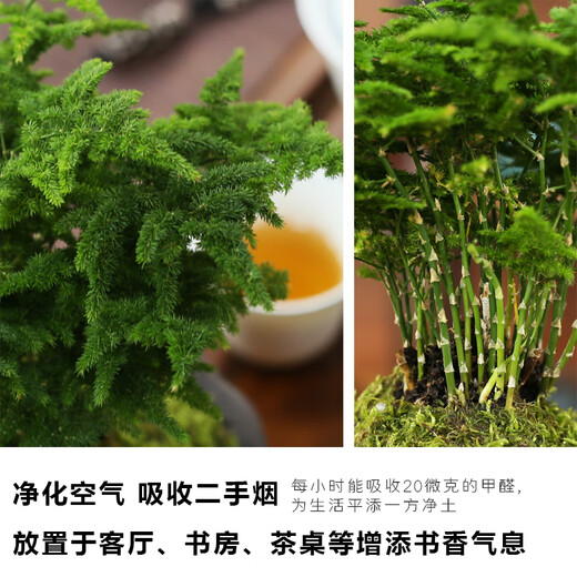 Tangshan Yunsong ist ein authentisches Tangshan-Zwerg-Literaturbüro Bambus ist gut für den Anbau von grünem Desktop Bonsai 12023 Original Pot Tangshan Yunsongong 5-jährige Bonsai eignet sich gut zum Pflanzen mit Töpfen.