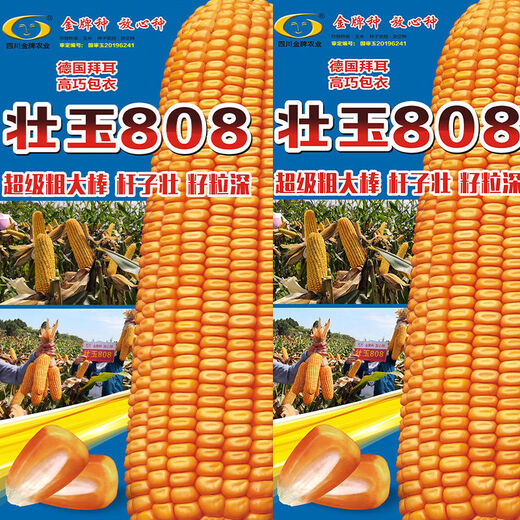 Yungui-Sichuan Zhongdan 808 Zhuangyu 808 high-yielding big stick hybrid corn seed high-yield Zhengda 999 disease and drought resistance Yungui-Sichuan National Approval Zhongdan 808 bag (2Jin Jin equals 0.5kg) in stock
