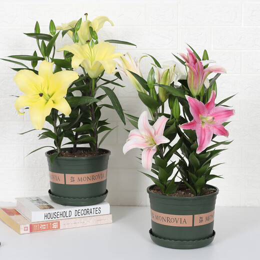 Lily potted flowers bloom in all seasons with buds. Perfume lily indoor and outdoor flower potted lily bulb seeds. Individual bulb colors are random. Pot soil not included. Diameter 4-5 cm.