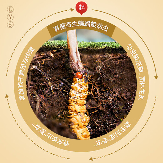 雷允上野生冬虫夏草2根/g 15g约30根那曲虫草礼盒高端滋补品送人