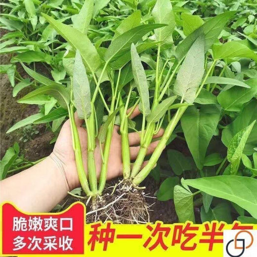 [Vier -Jahres -Gemüsesamen] Spinat Pfauen Vergewaltigung Gemüse Herz kleiner Zwiebel Salat Schnittlauch chinesische Kohl Shanghai Grüne Fenchel Neu gepflanztes Tricho -Gemüse leicht zu überleben ca. 1050 Pillen 3 Packs