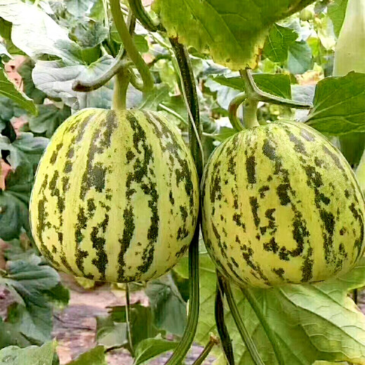 Shouhe Balixiang Melon Seed Collection Super Sweet Extra Large Balixiang Melon Seeds About 30 capsules x 2 bags