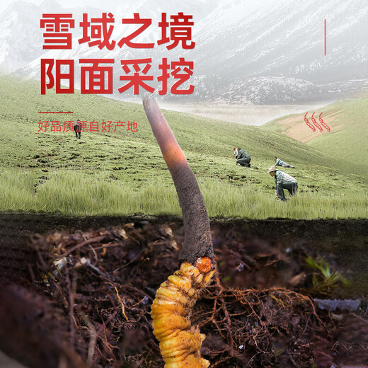 Juhetai Cordyceps sinensis gift box 40 tubes 10g New Year's Day New Year's Day gifts for parents and elders healthy nutritional supplements