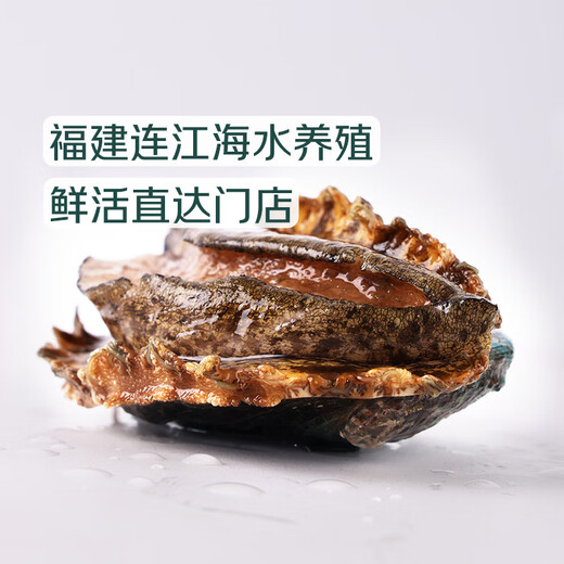 Twisted Abalone 1 fresh medium-sized abalone (14-16 heads/500g)