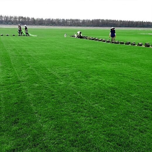 Hunan base turf lawn with soil real grass four-season green turf Manila grass villa courtyard grass dwarf Manila finished turf 0.5 square meters now less than 10cm