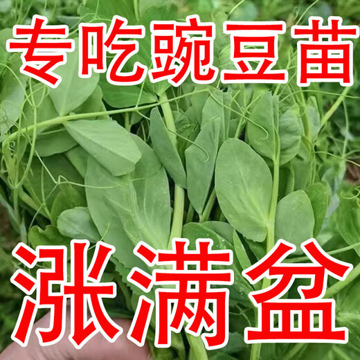 Graines de pois fushunde, graines de pointe de pois frais, graines de graines vertes printemps et automne, plantes en pot au balcon, graines de graines de pois spéciales [une pendant dix jours] # * 15932 Seeds d'origine améliorés ::: 2