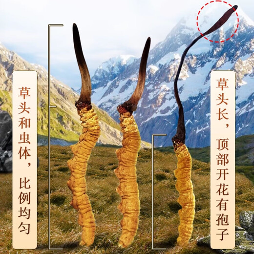 支持质检100克送10克大断草正宗冬虫夏草断草虫草断草自食滋补 虫草大断虫草 100克装送10克发110克