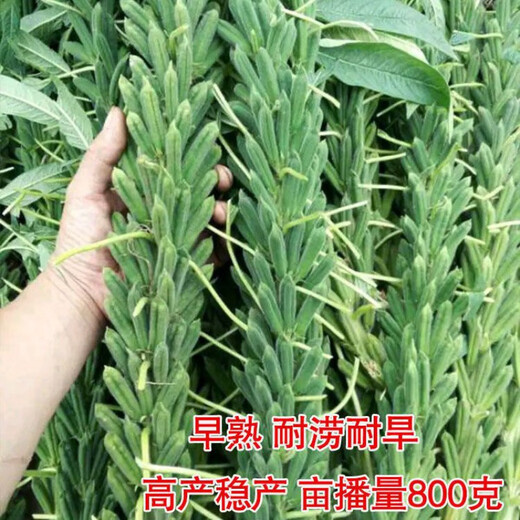 New species of Short-legged Overlord Whip Aerospace Overlord Whip sesame seeds, medium-early maturing and high-yielding sesame seeds specially used for oil extraction. Short-legged Overlord Whip/200g High-yield White Zhizhi