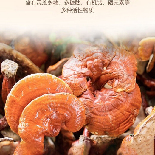 Jizhengtang Break Wall Ganoderma Lucidum Spore Powder: Conditioning and nourishing: 2 boxes