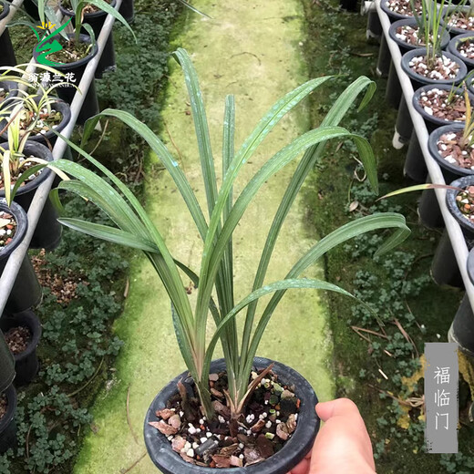 Wengyuan Orchid Lotus Petal Orchid Fulinmen Thin-Leaf Red Orchid Potted Fragrant Orchid Fulinmen 3 Seedlings Extra Strong Seedlings Simple Pot Soil