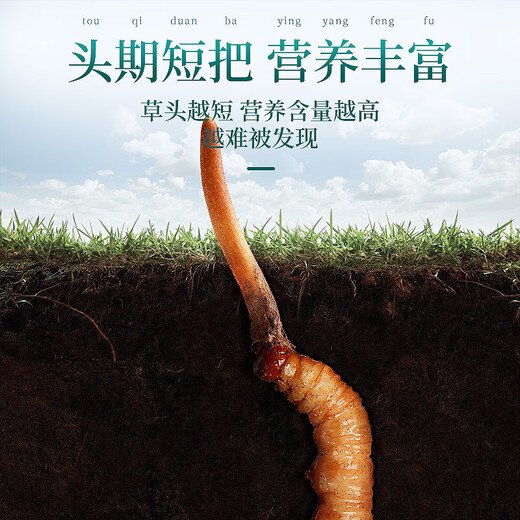 
30 fresh Cordyceps sinensis in Fudonghai (freshly harvested and air freighted by cold chain) about 0.6-0.8 grams to keep fresh throughout the process