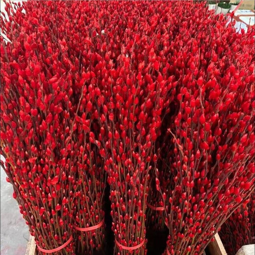 银柳真花鲜枝室内红色喜庆年宵花卉新年干花植物盆栽客厅摆件装饰 【中国红】银柳60CM高20枝 2小灯笼