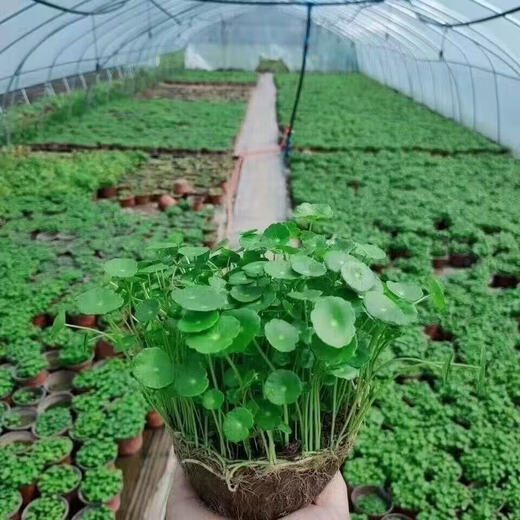 Copper money grass hydroponic potted indoor and outdoor flowers Lucky money grass green plant formaldehyde absorbing green plant large leaf plant Soil culture hydroponic copper money grass 1 pot with leaves