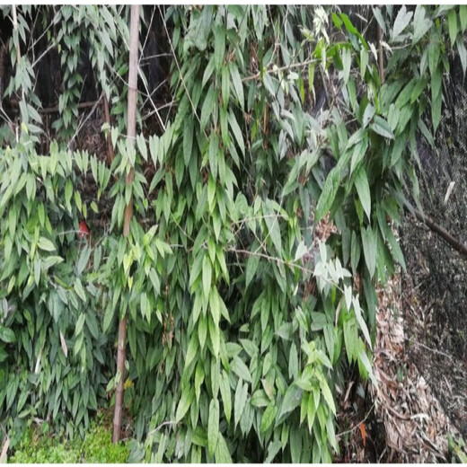 Jinguolan seed bulbs, small bulbs for ground gall seeds, Jinguolan seedlings, wild provenances, one Jin Jin is equal to 0.5 kg (about 150 bulbs), bare root without soil