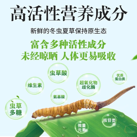 [Tibet Straight Hair] Authentic First Fresh Cordyceps 2025 Selected High Altitude Fresh Cordyceps SF Cold Chain 0.4-0.5gSpecifications 100 Roots