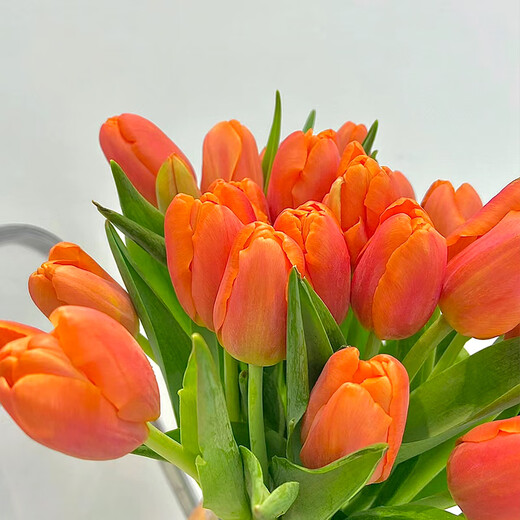 Sweet and Romantic Domestic Tulips 10 Random Colors