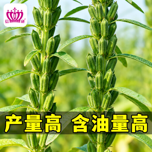 Xinyan high-yielding sesame seeds, four-sided, high-oil, multi-resistant black and white sesame seeds grown in farmers' fields in spring and summer, high-yielding white sesame seeds, Tianzhijiaozi 200g*1 bag