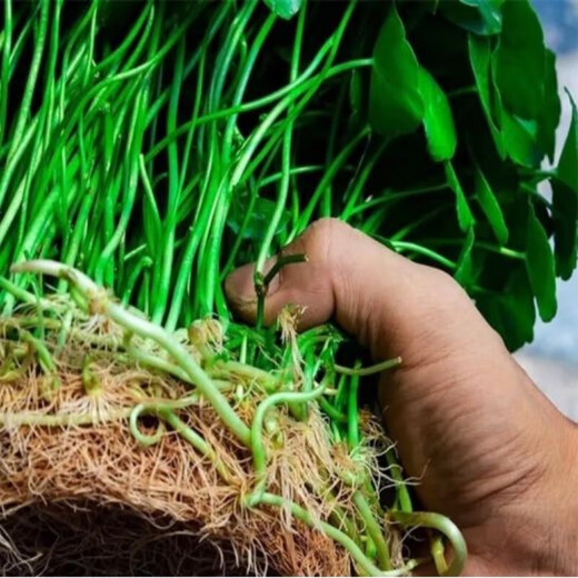 Yixuan copper money grass hydroponic potted indoor and outdoor flowers money grass green plants absorbing green plants flower plants 1 pot 100 stems with leaves shipped without pots