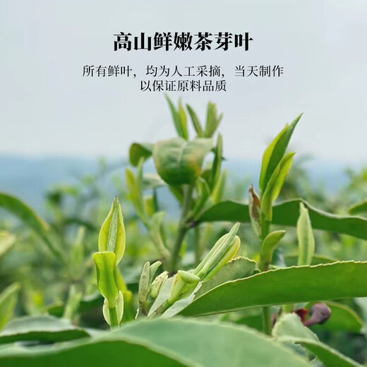 Wenxin Tea Xinyang Maojian 400 Green Tea Rain Good Tea Sealed Cans Strong Flavor Xinyang Maojian 20g