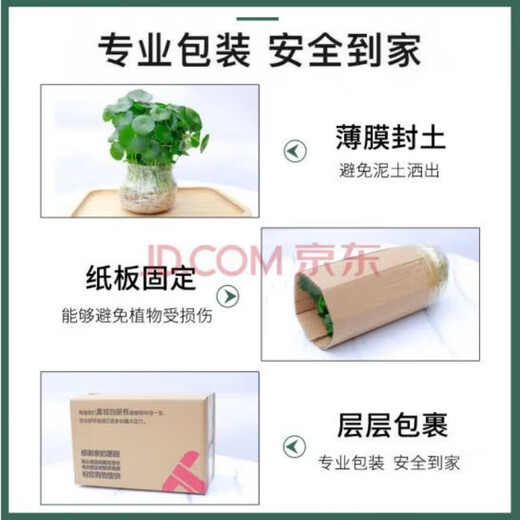 Yixuan copper money grass hydroponic potted indoor and outdoor flowers money grass green plants absorbing green plants flower plants 1 pot 100 stems with leaves shipped without pots