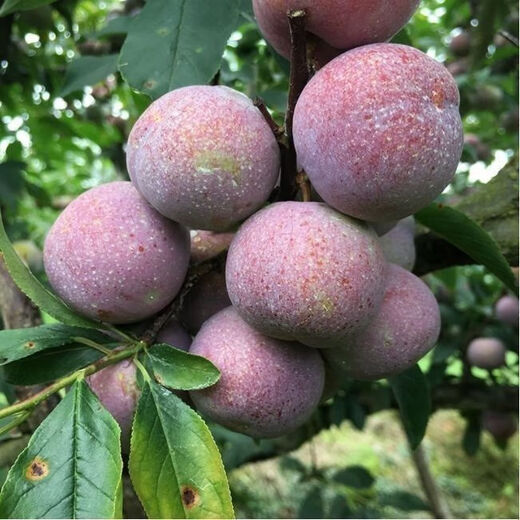 Bee Sugar Plum Fruit Seeds, Cold-resistant New Variety Mixed Color Large Plums Potted Ground Planting in the North and South, Perennial Bee Sugar Plum Fruit Seeds, 3 Packs of Approximately 15 Pieces