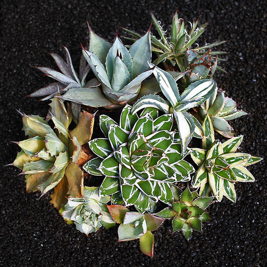 
ZKHE agave potted plant Blue Whale Nin Crown Auspicious Crown Takith Thunder Succulent Succulent Plant Combination Pot Plant Princess Thunder White Middle Spot Single Head 4-5cm Naked Root Without Soil
