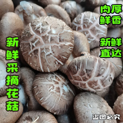 Fresh Shiitake Mushrooms Hubei Farm Picked Fresh Wet Flower Mushrooms Local Mushrooms Soup Stir-Fry Vegetables with Thick Meat and Fragrant Vegetables Edible Mushrooms Selected Pure Flower Mushrooms 1000g