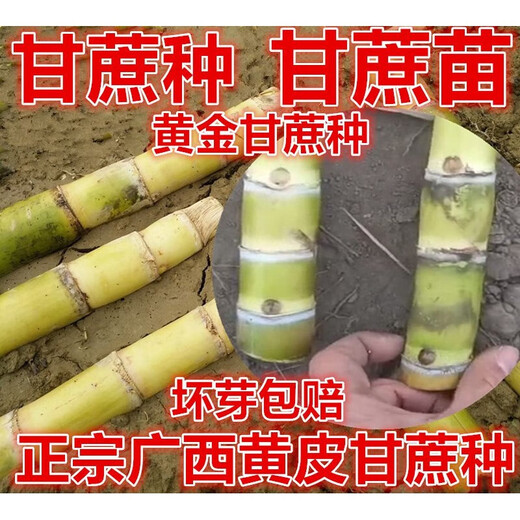 Jingyu Sugarcane Head Sugarcane Seedlings 10 Roots 4 to 7 Buds Each Root Authentic Guangxi Black Sugarcane Red Sugarcane Purple Sugarcane Tips Golden Sugarcane Seed (Yellow Sugarcane) 50 Roots