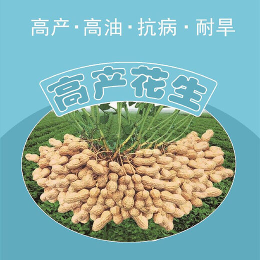 Peanut seed original species Academy of Agricultural Sciences new variety high-yielding peanut seeds 1000 Jin Jin is equal to 0.5 kilograms Wang National Suitable Flower Breeding 60 Large Fruits 1000 Jin Jin is equal to 0.5 kilograms 500 grams of King Peanut Original Seeds with Shells