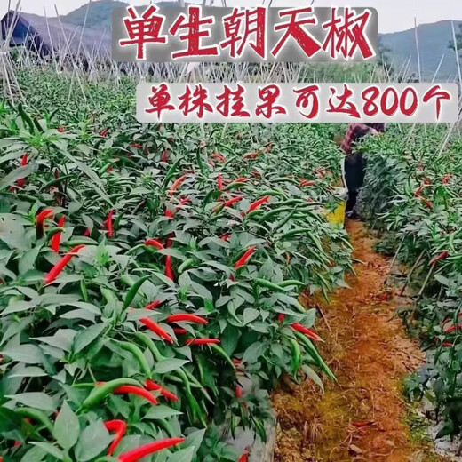 First-generation hybrid large-fruit Chaotian pepper seeds, super spicy and high-yield pepper padi seeds for field use, single pepper seeds, original 2 packs with rooting powder included.