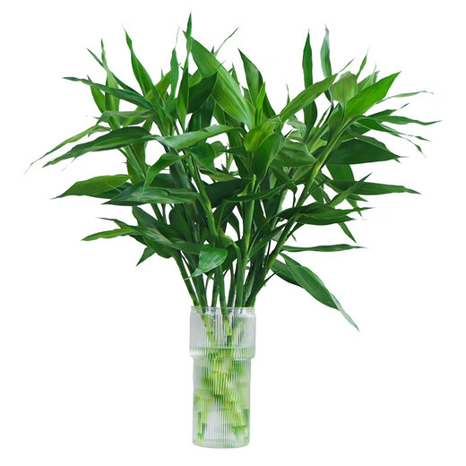 Multi-Headed Dragon Bamboo Lucky Bamboo Strong Transport Bamboo Water-raised Rooted Indoor Living Room Money Tree Flower Pots Gao Wenchang 2 Dragon Bamboo 30cm High Without Pot + Nutrient Solution