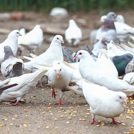 BOZAIJIA free-range pigeons in the forest, net weight 3.6 Jin [Jin equals 0.5 kg] 6 pieces in total, fresh earthy pigeon meat, free-range pigeon soup, direct source