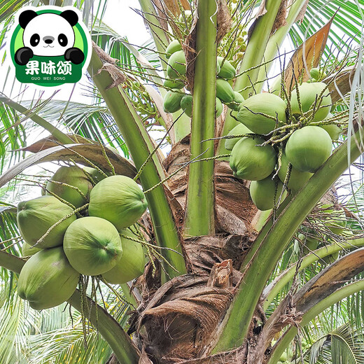 
Hainan coconut green fresh coconut 9 now peeled old coconut big pregnant women's fruits in the whole box of seasonal specialties 4 - 1050g (inclusive) or above