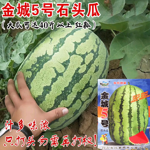 Jincheng No. 5 Sweet King Watermelon Seed Seed High Yield Black Skin Jingxin Fruit Giant Extra Large Four Seasons Lazy Man Super Jincheng No. 5 30 capsules, really sweet, really big, really