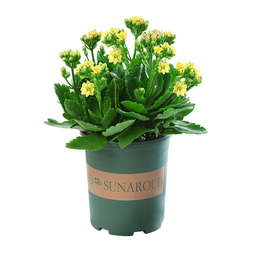 Kalanchoe potted plant with double large flowers and buds is a flower plant that blooms indoors in all seasons and is easy to grow. 12. Golden Fox (with buds) comes with fertilizer and does not include a pot.