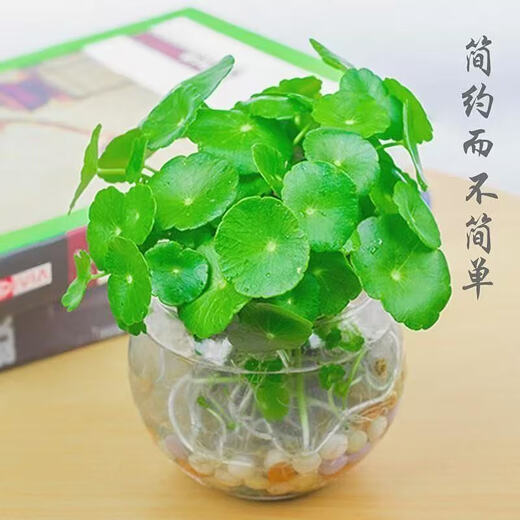 Copper money grass hydroponic potted indoor and outdoor flowers Lucky money grass green plant formaldehyde absorbing green plant large leaf plant Soil culture hydroponic copper money grass 1 pot with leaves