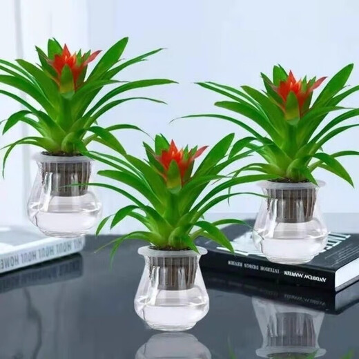 The large pot of Hongyun Dangtou potted plants is suitable for flowers placed in the living room. Indoor flowers and plants are good for feeding the four seasons. Hongyun Dangtou simple pot + nutrient solution with pot.