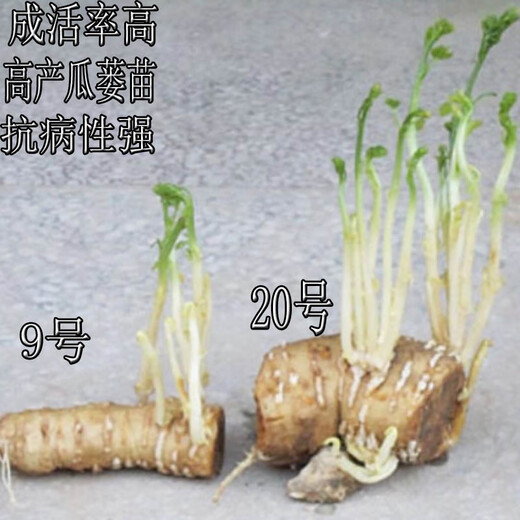 Kludong 24 Tianzhu Mountain new seedlings Trichosanthes melon seedlings No. 9 seedlings No. 20 seedlings Trichosanthes trichosanthes root seedlings Chinese medicinal materials Hanging melon seed seedlings Gualou seedlings No. 9 live seedlings now harvesting 2 plants