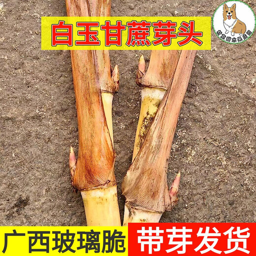 Asarum Guangxi Muge White Jade Sugar Cane Seeds Authentic Glass Crisp Seedlings Straight Hair From the Origin and Shipped with Buds 5 Roots